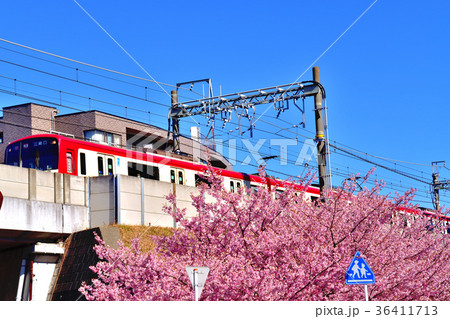 三浦海岸河津桜 36411713