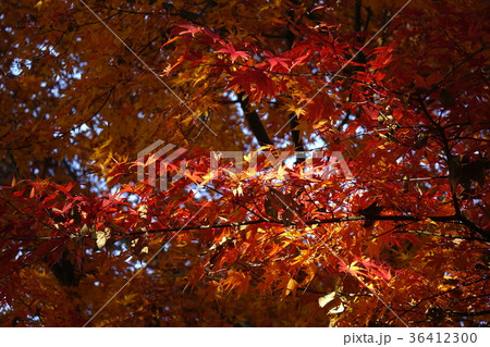 大室公園の紅葉 大室公園の紅葉 36412300