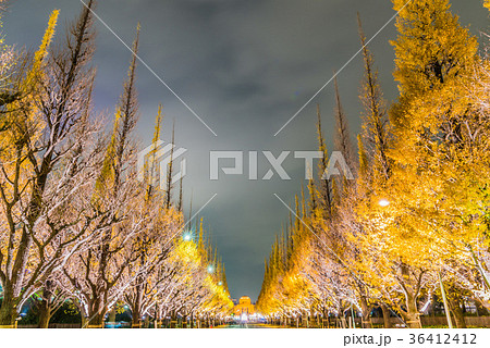 神宮外苑いちょう祭りライトアップ 神宮外苑いちょう祭りライトアップ 36412412