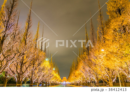 神宮外苑いちょう祭りライトアップ 36412413