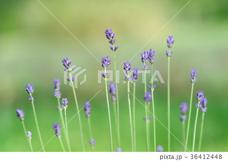 ラベンダー　咲き始め　初夏 36412448