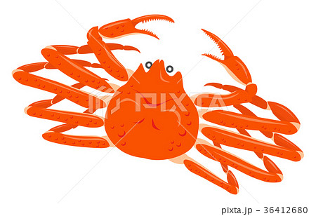 ズワイガニ 白背景 ズワイガニ 白背景 36412680