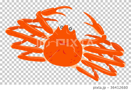 ズワイガニ 白背景 ズワイガニ 白背景 36412680