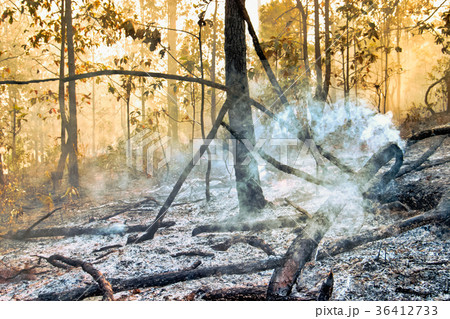 Destroyed by burning tropical forest 36412733