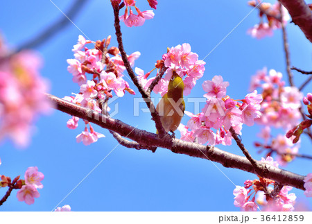 満開の河津桜の蜜を吸うメジロ 満開の河津桜の蜜を吸うメジロ 36412859
