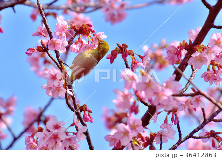 満開の河津桜の蜜を吸うメジロ 36412863