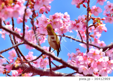 満開の河津桜の蜜を吸うメジロ 満開の河津桜の蜜を吸うメジロ 36412969