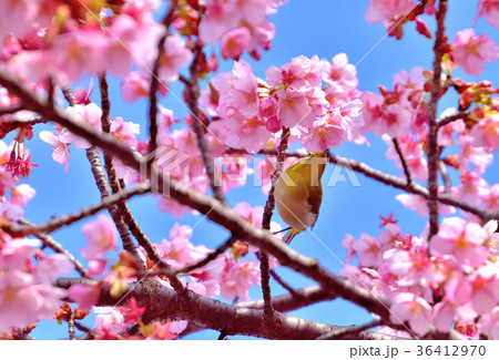 満開の河津桜の蜜を吸うメジロ 36412970