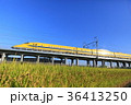 黄金色の絨毯と青空とドクターイエロー 36413250