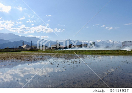 田んぼの土手焼き　春の風物詩 36413937