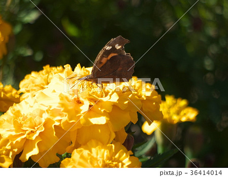マリーゴールドで吸蜜するテングチョウ 36414014