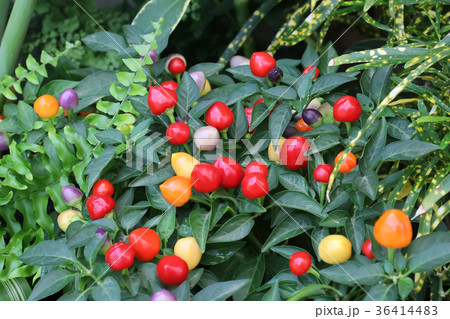 ゴシキトウガラシ 36414483