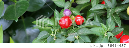 ゴシキトウガラシ 36414487