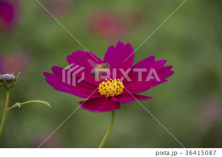 金鶏菊 ジャノメソウ 蛇の目草 36415087