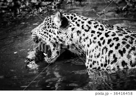 Leopard Leopard 36416458