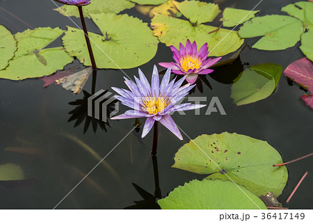 Lotus pond in the garden 36417149