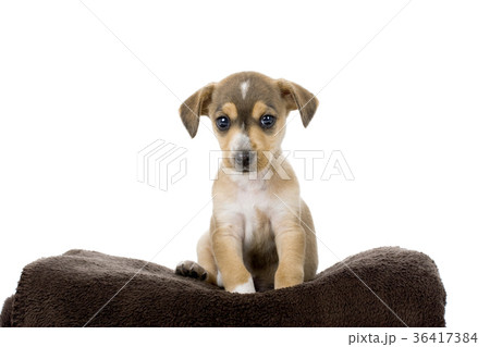 Cute Puppy Cute Puppy 36417384