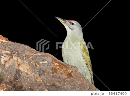 Portrait of male grey woodpecker 36417490