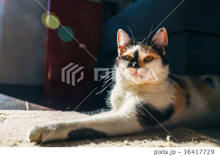 close up of Cute cat lying on the carpet close up of Cute cat lying on the carpet 36417729