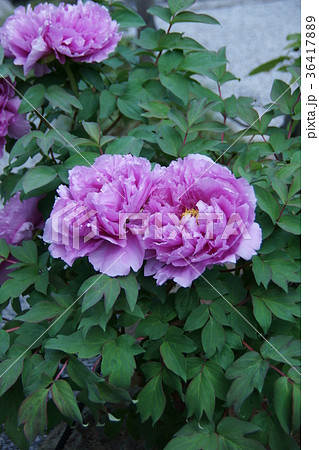 牡丹 品種は島大臣 花言葉は 高貴 の写真素材