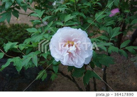 牡丹 品種は明皇の宝 花言葉は 壮麗 の写真素材