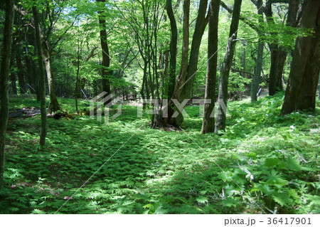 破れ傘の森　花言葉は「透き通る心」 36417901