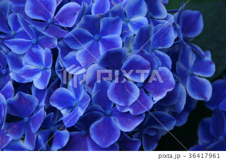 西洋紫陽花 ババリア 花言葉は「移り気」 西洋紫陽花 ババリア 花言葉は「移り気」 36417961