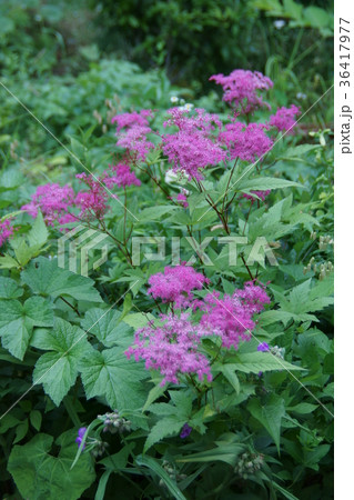 京鹿子 キョウガノコ 花言葉は 努力 の写真素材