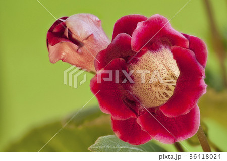 Red handbell beautiful Indoor flowers 36418024