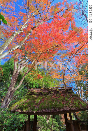 祇王寺　苔庭の散り紅葉 36418109