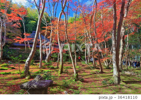 祇王寺 苔庭の散り紅葉 祇王寺 苔庭の散り紅葉 36418110