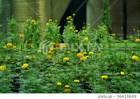 黄色の花、キク科マリーゴールド（marigold） 36418689