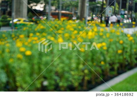 黄色い花、道路沿いの花壇のイメージ 36418692