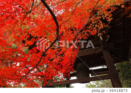 東漸寺 紅葉 東漸寺 紅葉 36418873