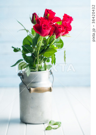 Red rose flower. 36420432