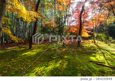 秋の地蔵院 秋の地蔵院 36420949