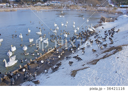 伊豆沼の鳥の群れ 伊豆沼の鳥の群れ 36421116