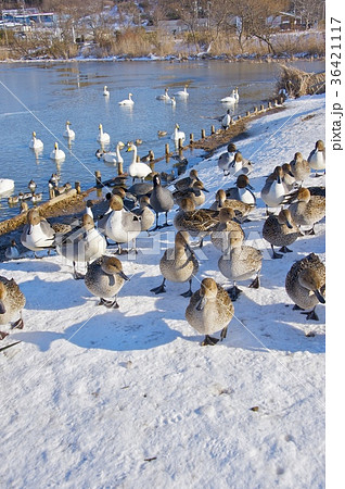 伊豆沼の鳥の群れ 伊豆沼の鳥の群れ 36421117