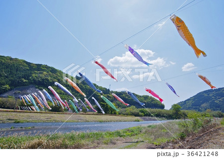 高知のこいのぼりの川渡し 36421248