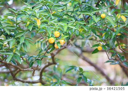 ニッポンタチバナの実 ニッポンタチバナの実 36421505