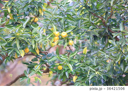 ニッポンタチバナの実 ニッポンタチバナの実 36421506