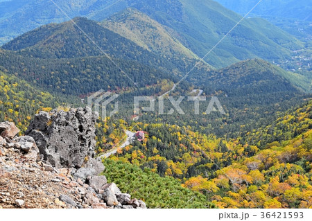 頂から見た乗鞍エコーラインの紅葉 36421593