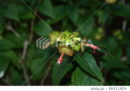 チャイニーズハット(オレンジ) 36421854