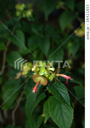 チャイニーズハット(オレンジ) チャイニーズハット(オレンジ) 36421855