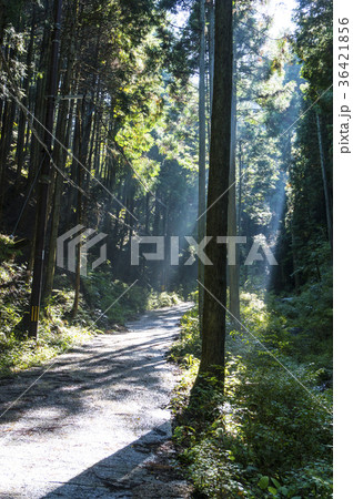 朝のハイキング道 36421856