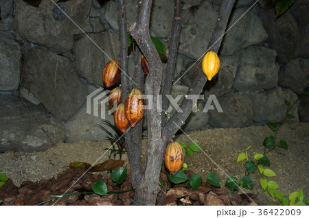 カカオノキ カカオノキ 36422009