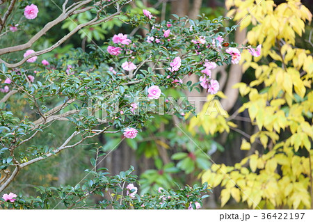 サザンカの花 サザンカの花 36422197