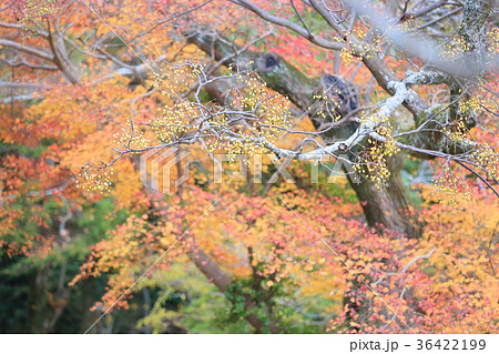 センダンの実 センダンの実 36422199