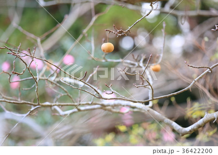ヤマナシの実 36422200