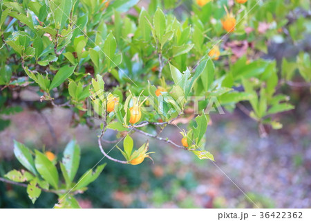 クチナシの実 36422362